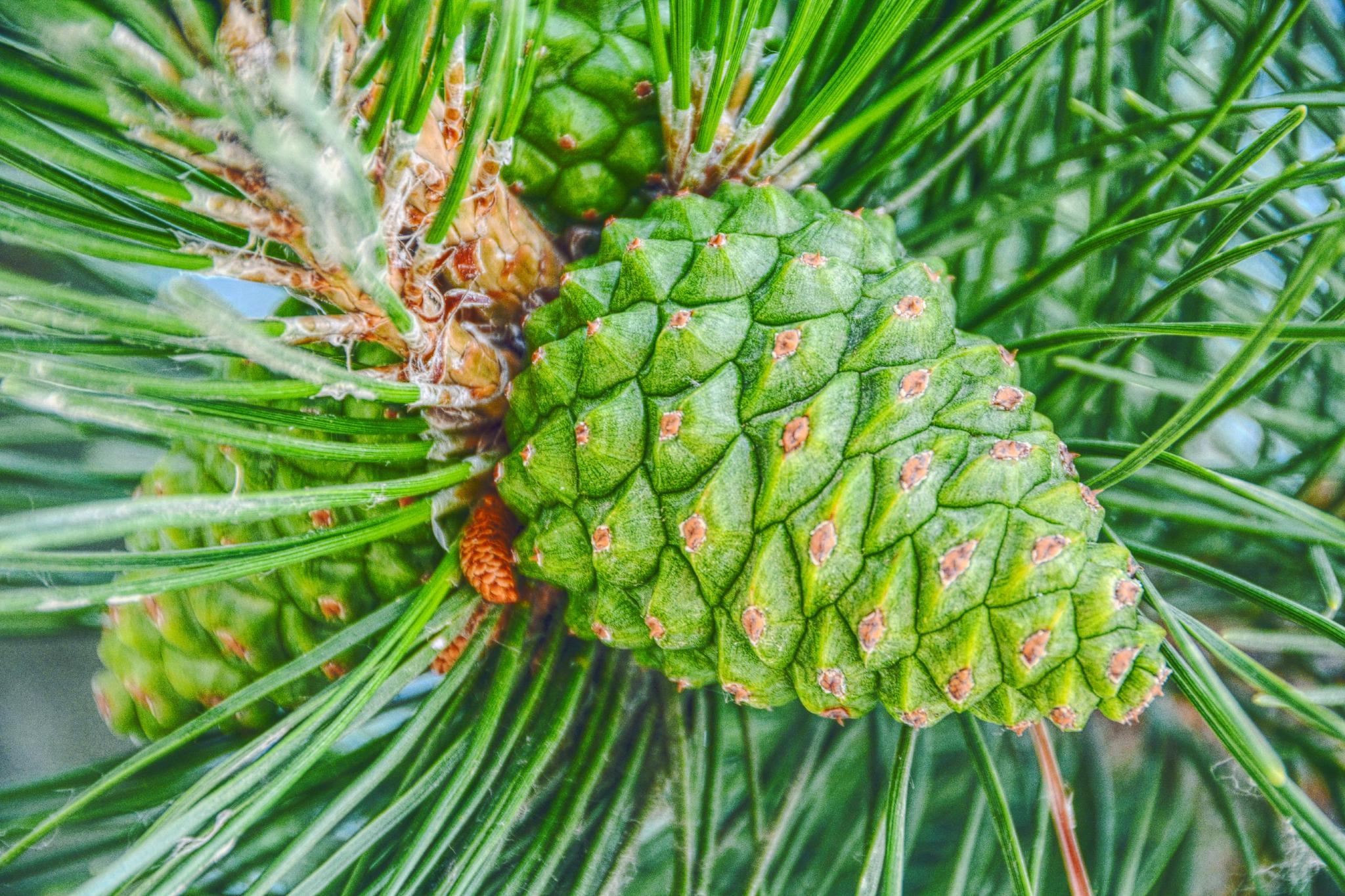 马尾松青涩果实原创拍摄