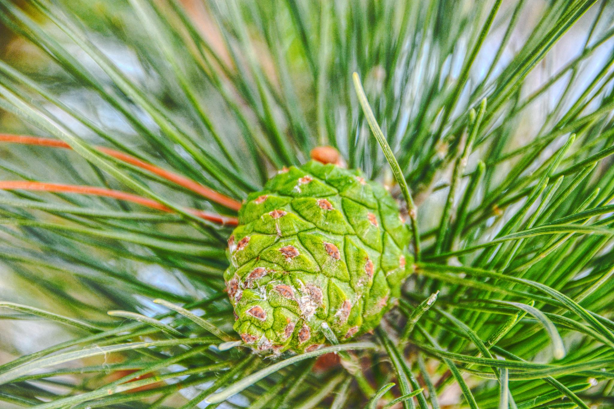 马尾松青涩果实原创拍摄