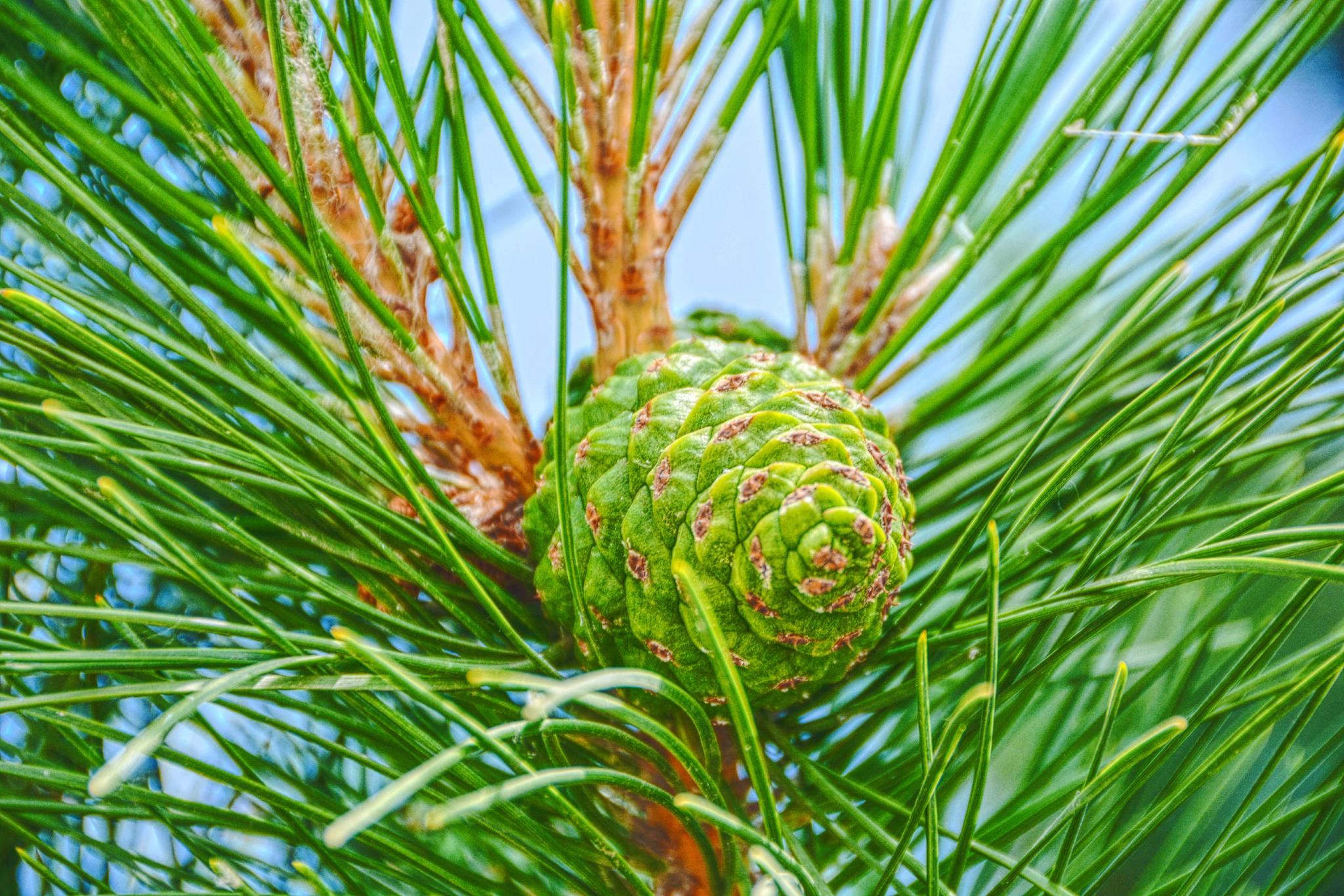 马尾松青涩果实原创拍摄