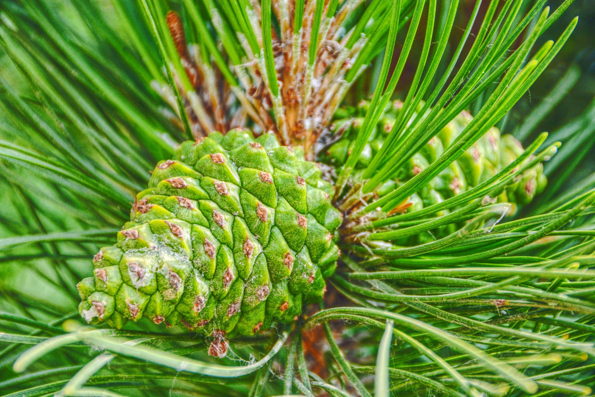 马尾松青涩果实原创拍摄