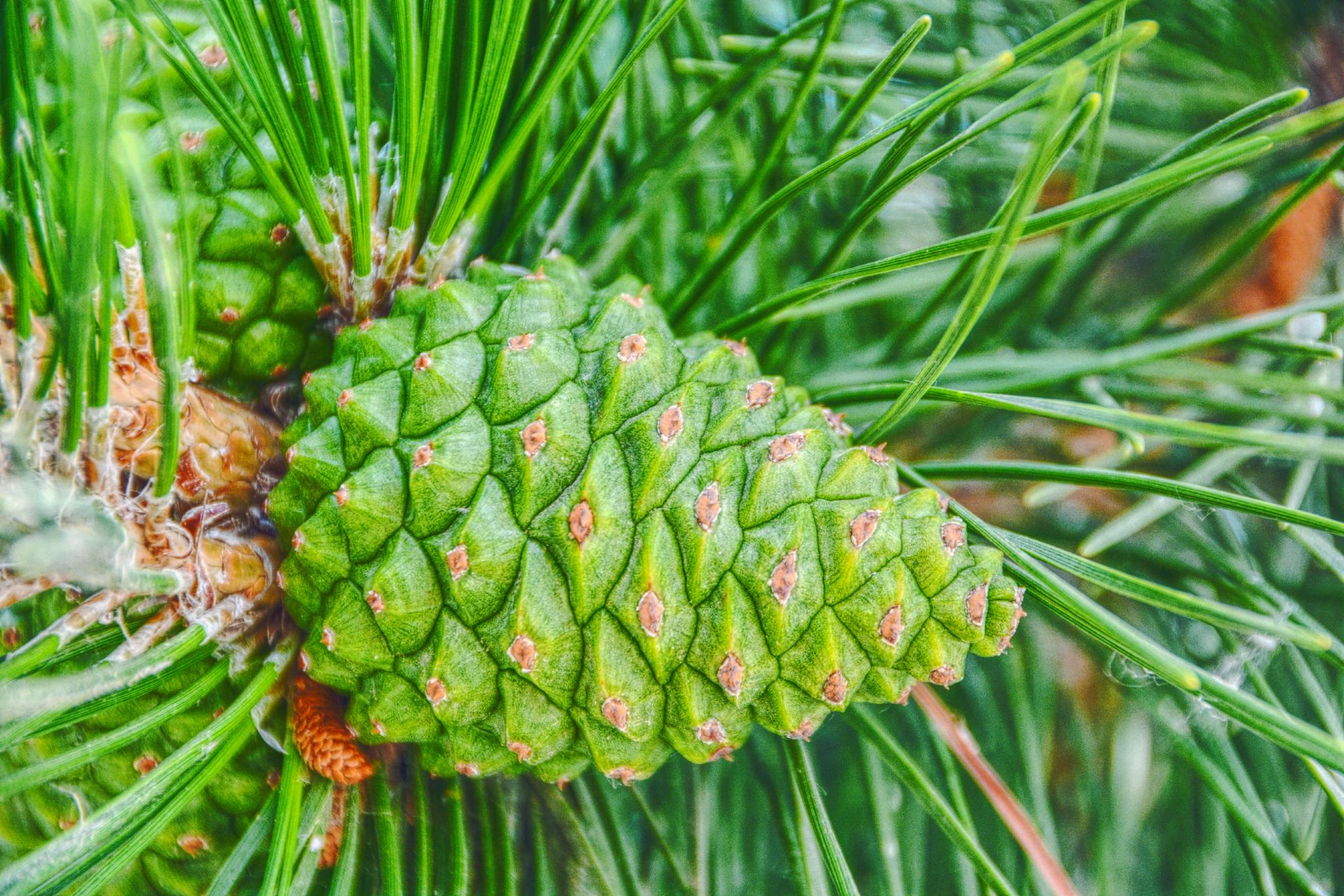 马尾松青涩果实原创拍摄