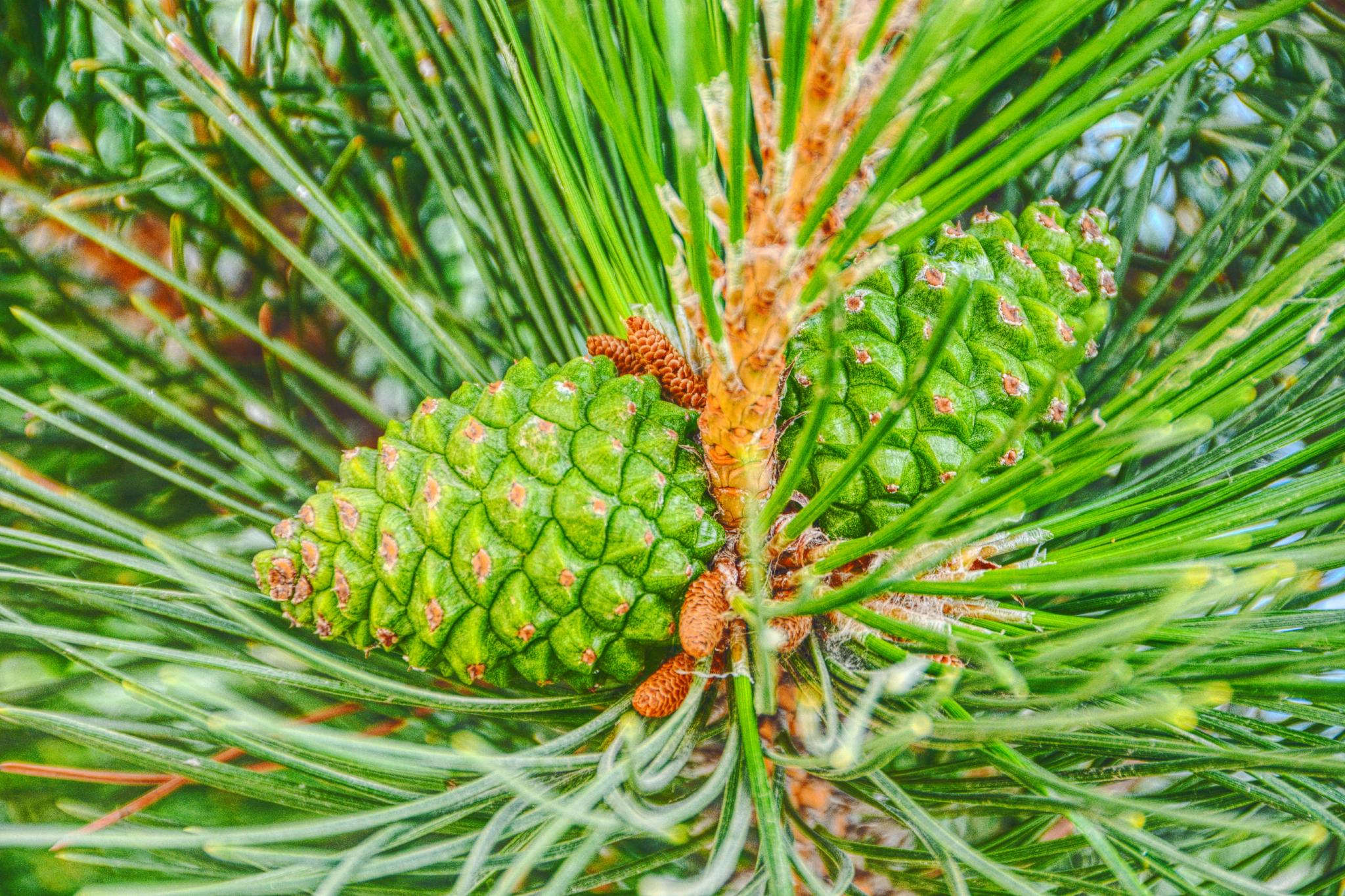 马尾松青涩果实原创拍摄