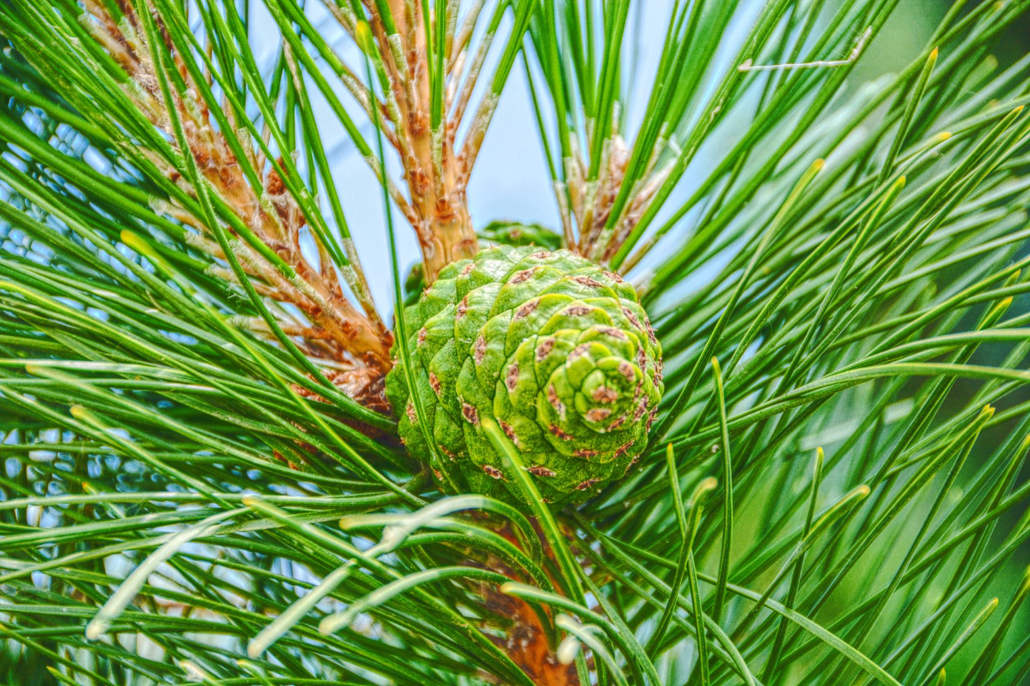 马尾松青涩果实原创拍摄