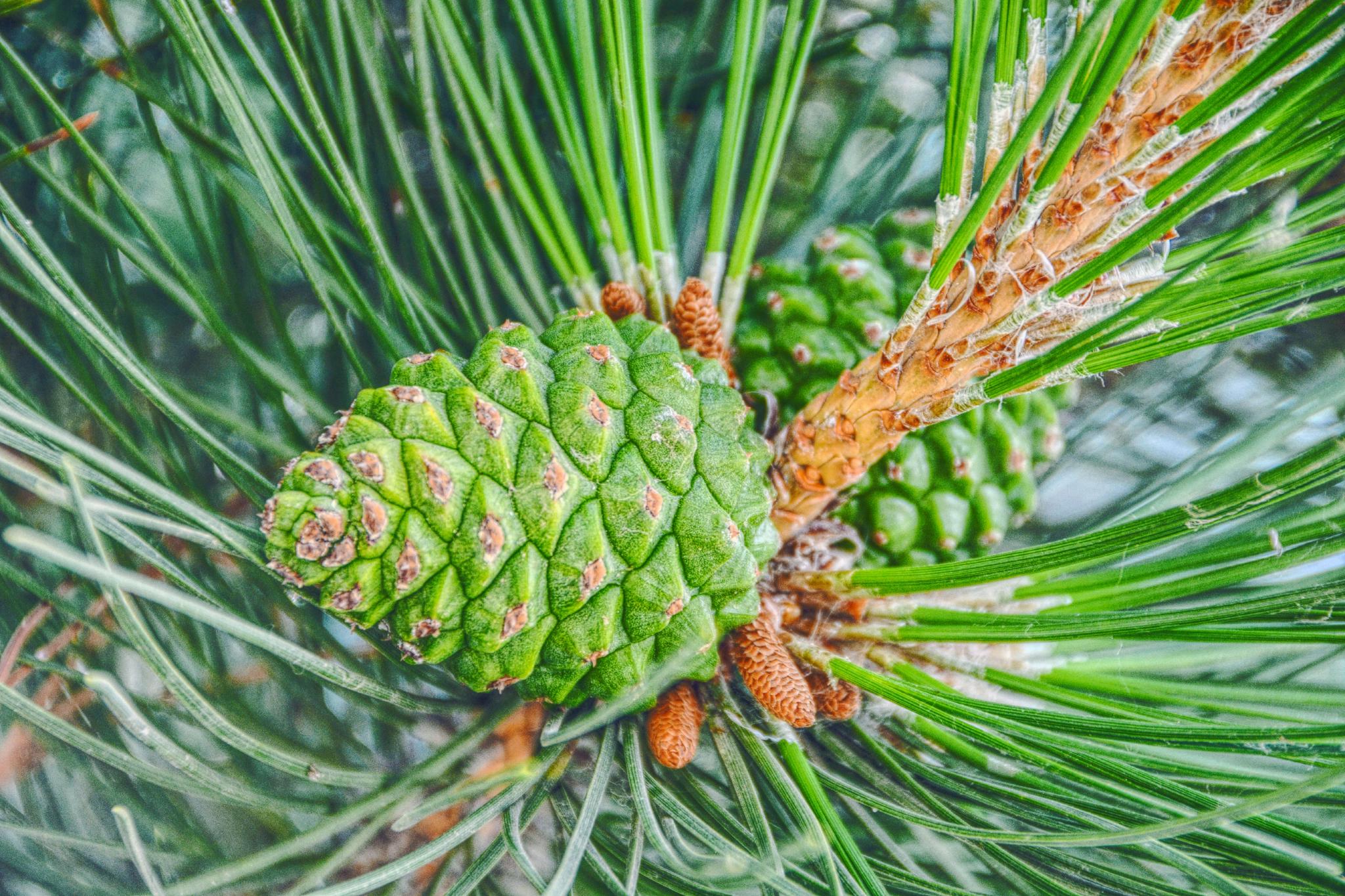 马尾松青涩果实原创拍摄