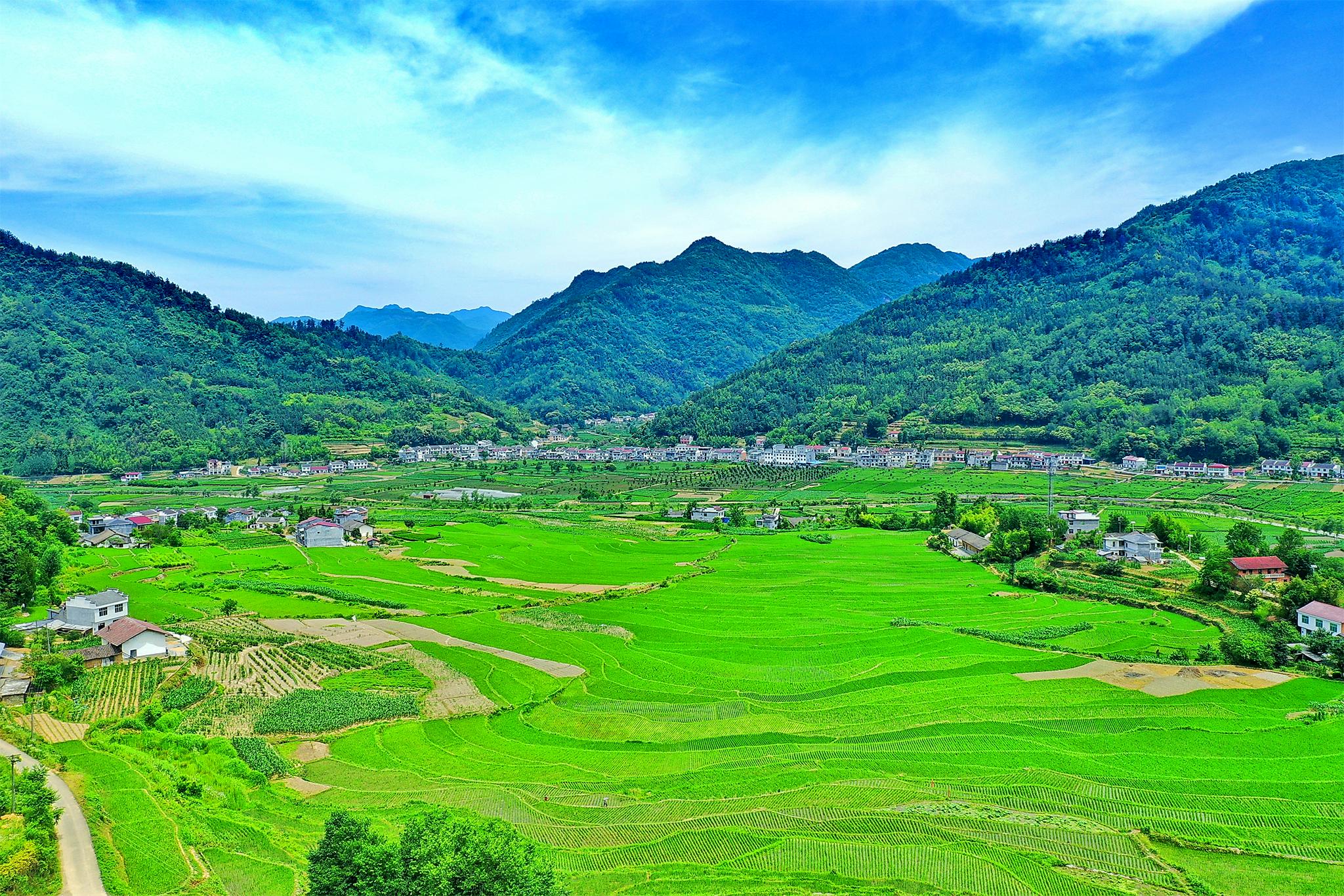 陕西平利洛河五百亩梯田水稻拔节郁郁葱葱