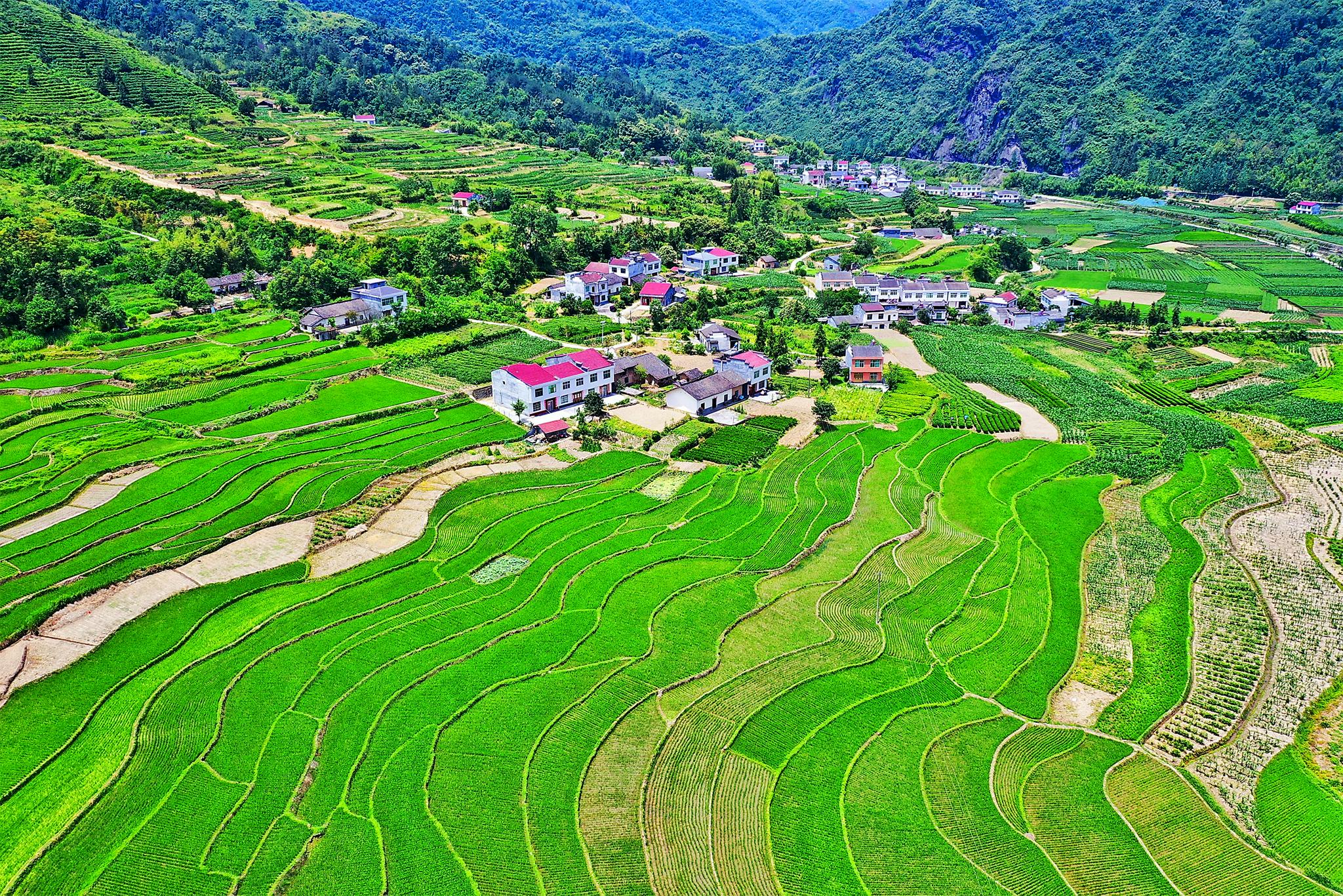 陕西平利洛河五百亩梯田水稻拔节郁郁葱葱