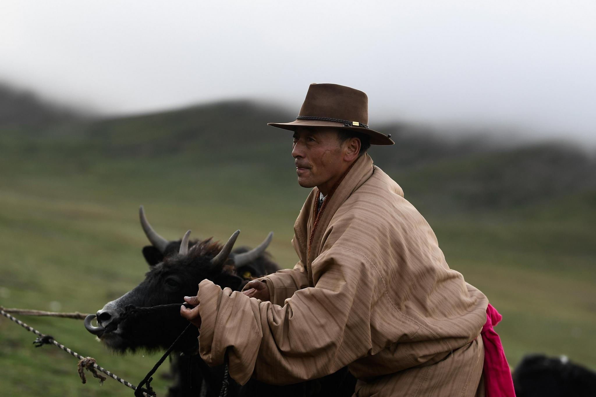 8月3日,在玛沁县当洛乡贡龙村的夏季草场上,牧民在拴牦牛.