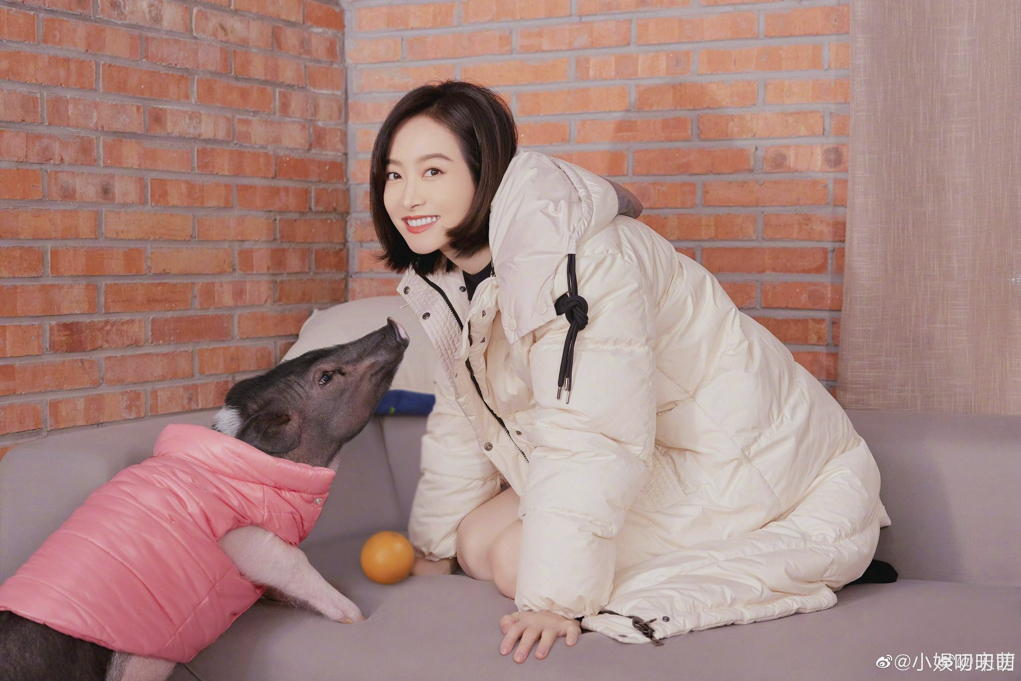 宋茜给自己的宠物猪小八设计了一款车