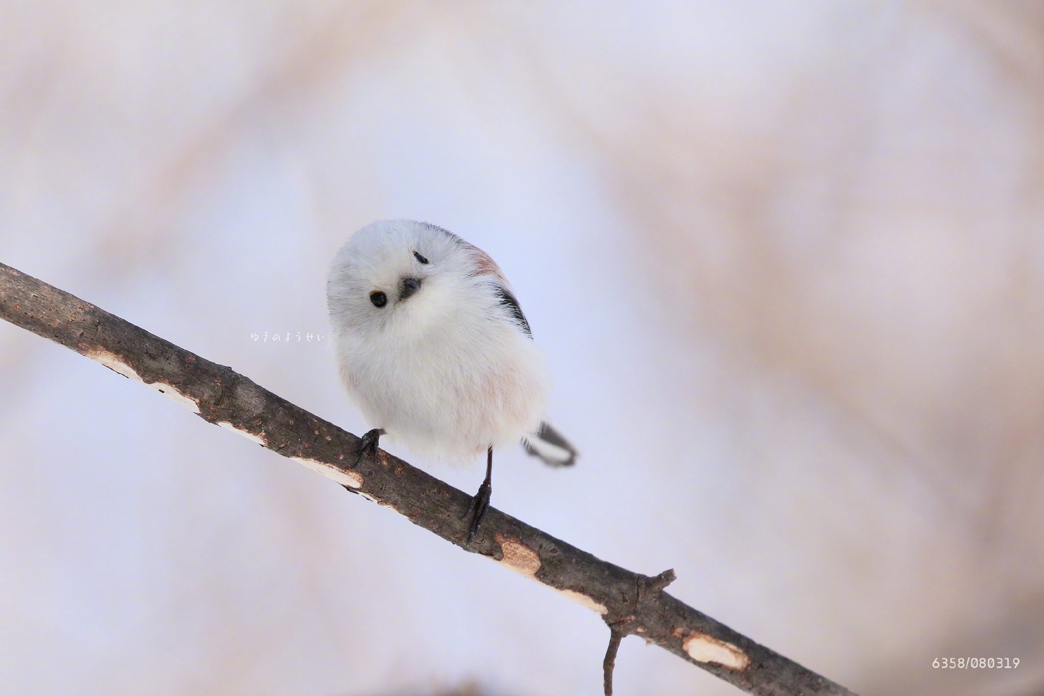 是圆滚滚可可爱爱的小肥啾.心化了 twi: daily_simaenaga__财经头条