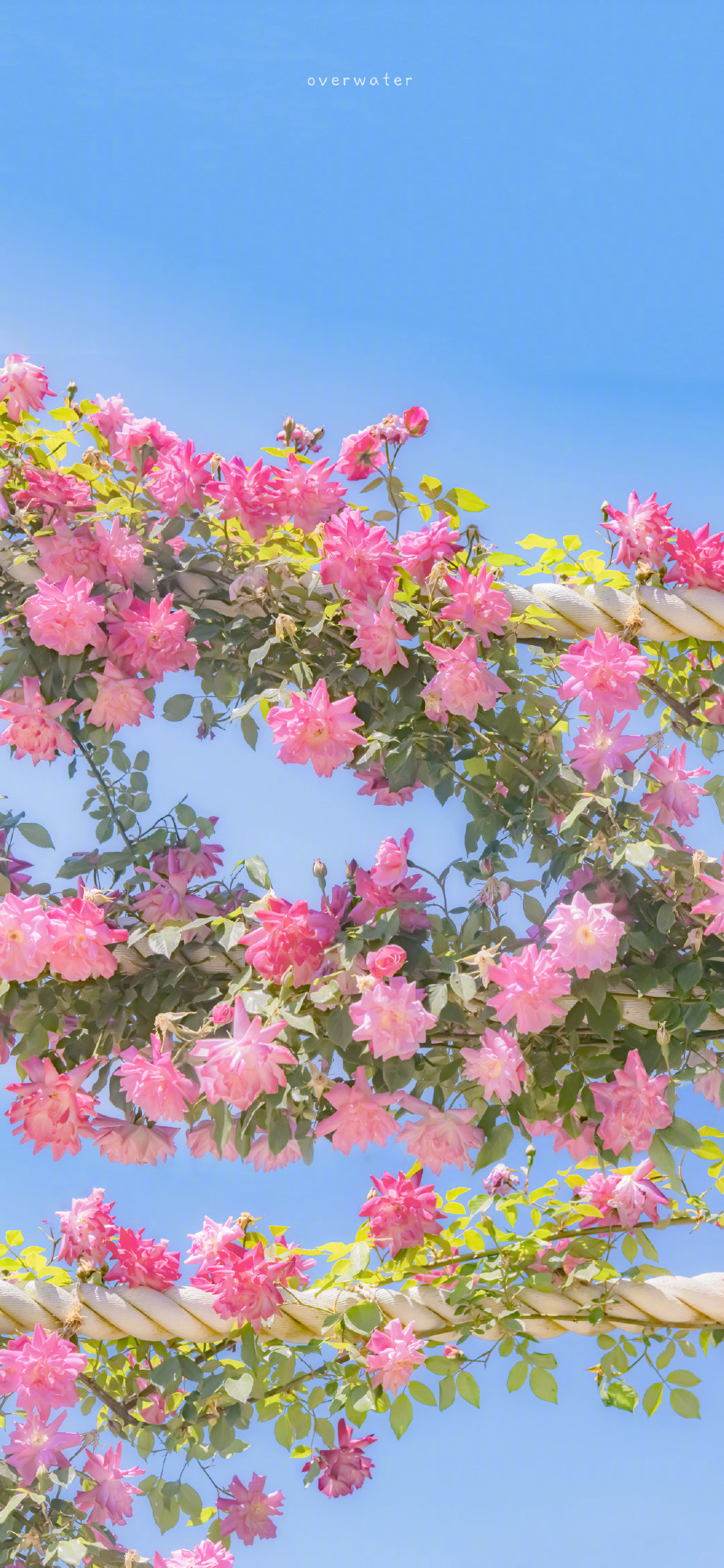 在浪漫的世界里,玫瑰从不失约~__财经头条