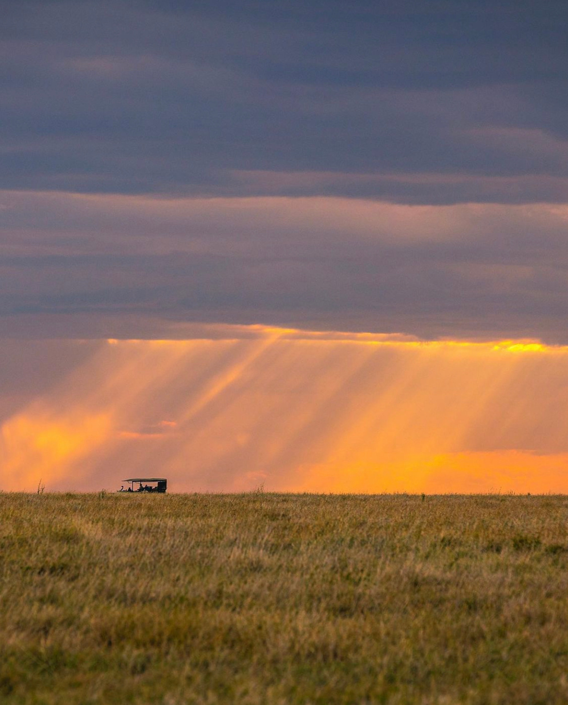 非洲草原alexgperez