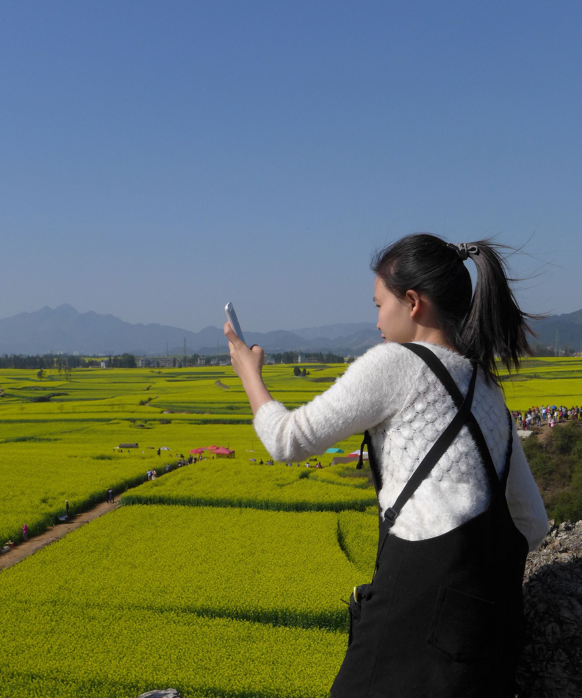 看油菜花的美女们|美女们|油菜花|帖子_新浪新闻