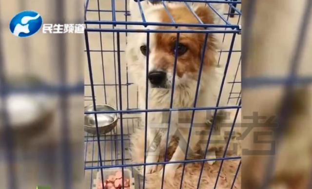 主人去世狗狗被带走后从60公里外跑回，守候在家门口两年休闲区蓝鸢梦想 - Www.slyday.coM