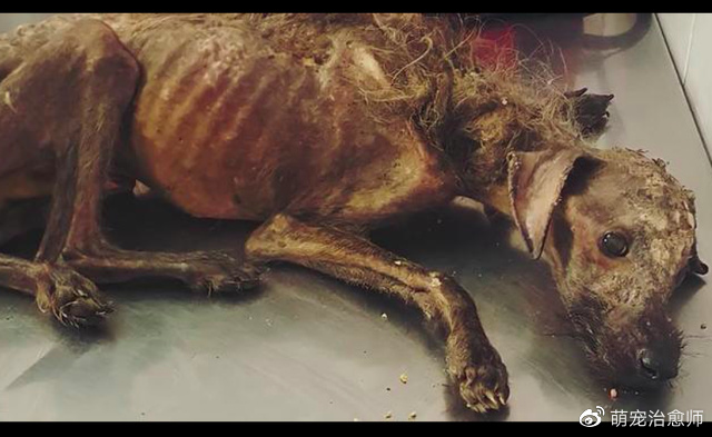 在垃圾堆垂死挣扎数月的狗,没人相信它能活下来,看到最后我哭了休闲区蓝鸢梦想 - Www.slyday.coM 在垃圾堆垂死挣扎数月的狗,没人相信它能活下来,看到最后我哭了休闲区蓝鸢梦想 - Www.slyday.coM