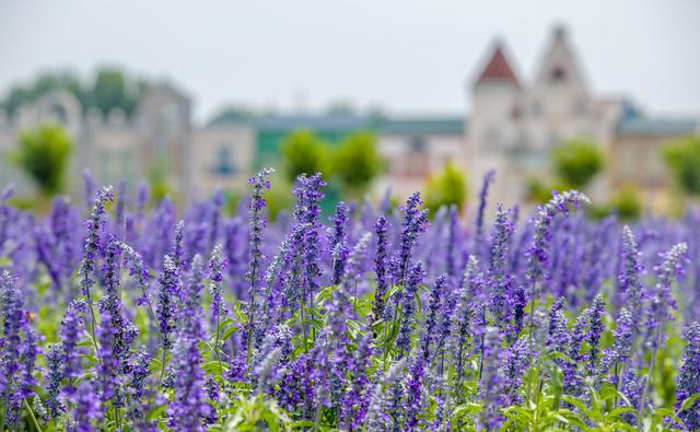 权威公布2022全年放假安排！不出济南的“全球”打卡攻略带你“一秒出国”，刷爆朋友圈！休闲区蓝鸢梦想 - Www.slyday.coM