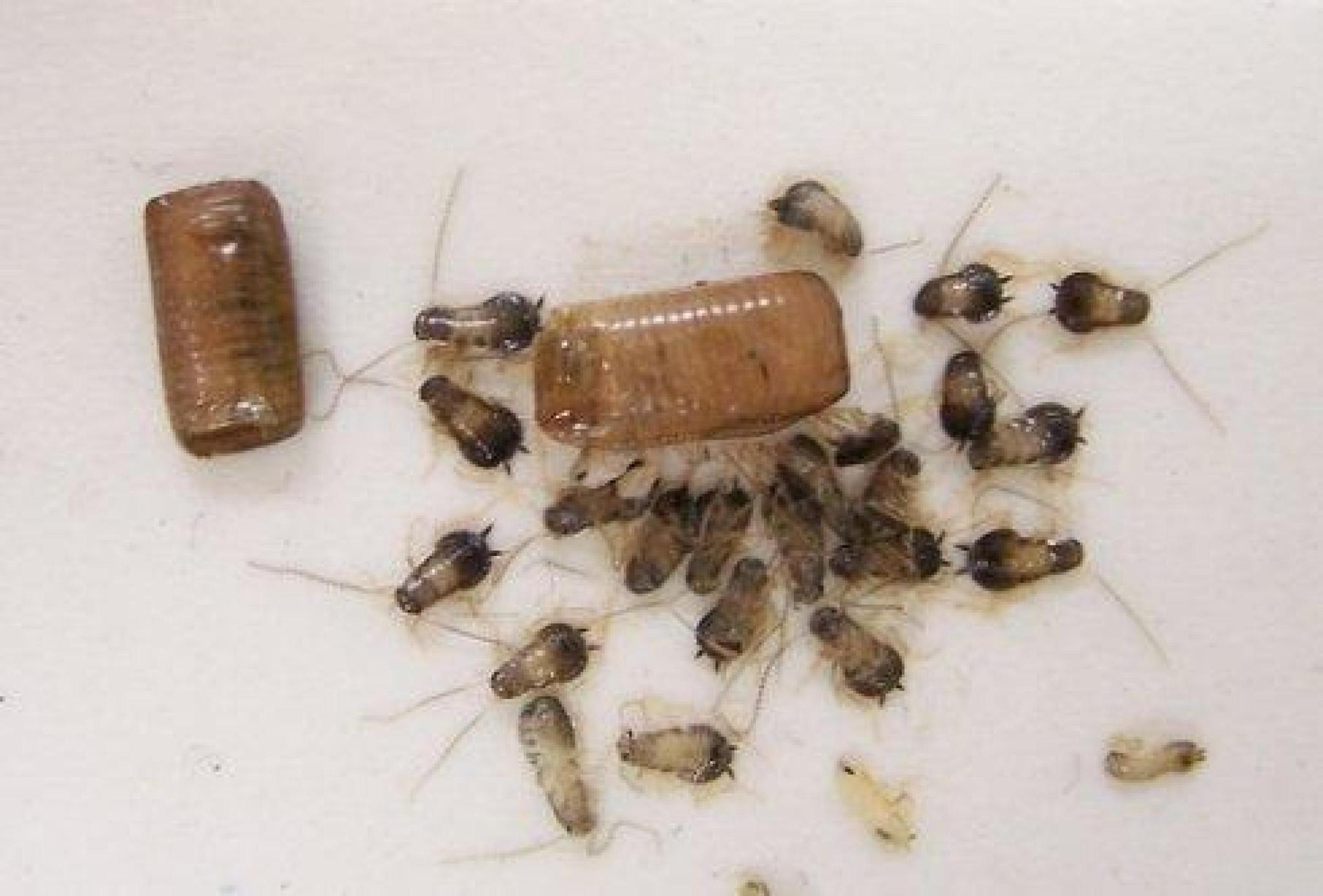 入卵鞘后,会把轻薄柔软的卵鞘收缩回体内,卵子在里面发育直到幼虫孵出