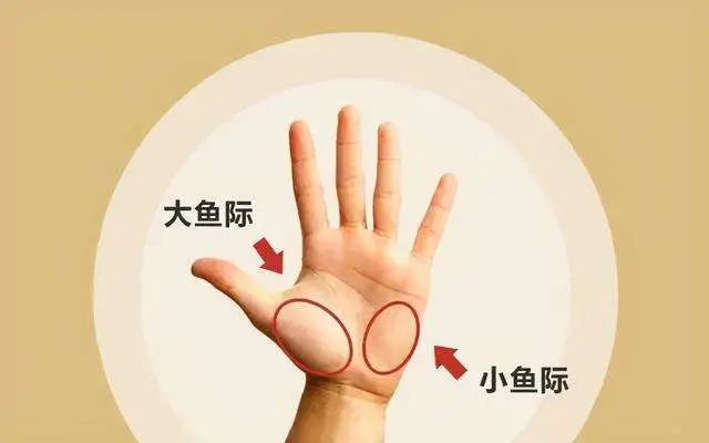 小家问医 | 中医教你如何通过看手掌了解身体状况|鱼际|大鱼际|小鱼
