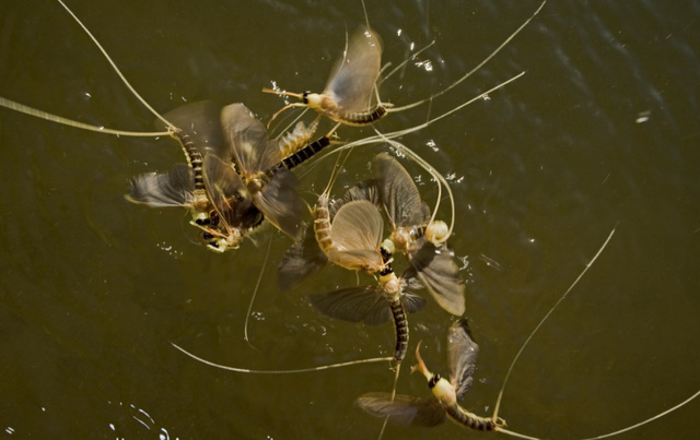 铺天盖地!湖南沅江出现大量飞虫,是蜉蝣吗?出现预示着什么?休闲区蓝鸢梦想 - Www.slyday.coM 铺天盖地!湖南沅江出现大量飞虫,是蜉蝣吗?出现预示着什么?休闲区蓝鸢梦想 - Www.slyday.coM