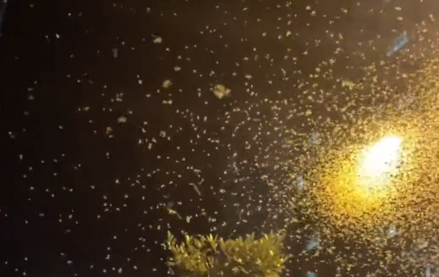 铺天盖地!湖南沅江出现大量飞虫,是蜉蝣吗?出现预示着什么?休闲区蓝鸢梦想 - Www.slyday.coM 铺天盖地!湖南沅江出现大量飞虫,是蜉蝣吗?出现预示着什么?休闲区蓝鸢梦想 - Www.slyday.coM