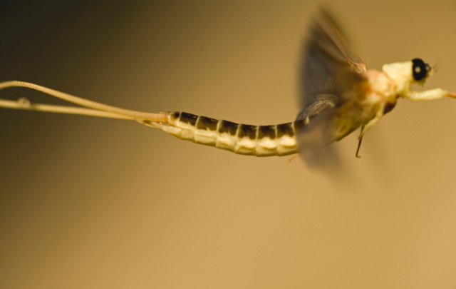 铺天盖地!湖南沅江出现大量飞虫,是蜉蝣吗?出现预示着什么?休闲区蓝鸢梦想 - Www.slyday.coM 铺天盖地!湖南沅江出现大量飞虫,是蜉蝣吗?出现预示着什么?休闲区蓝鸢梦想 - Www.slyday.coM