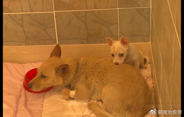 小狗掉进了排水沟，素不相识的狗妈想救它，却因都怕人而错过救援休闲区蓝鸢梦想 - Www.slyday.coM