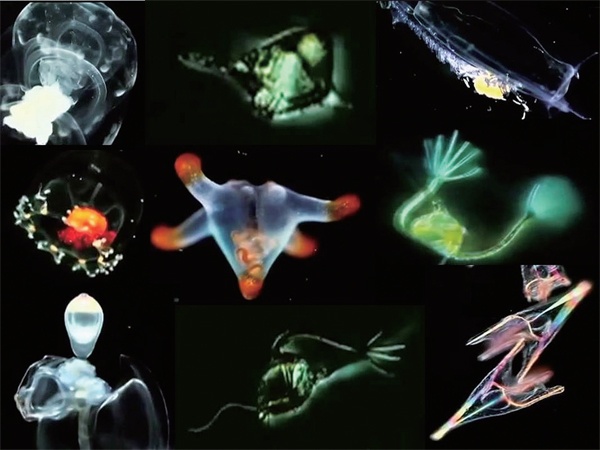 奇幻科技有限公司 微生物生存奇招:细菌竟能靠“放电”进行呼吸?