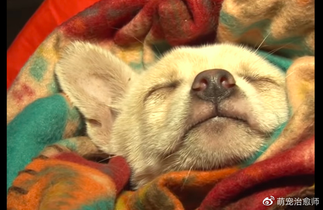 小狗掉进了排水沟，素不相识的狗妈想救它，却因都怕人而错过救援休闲区蓝鸢梦想 - Www.slyday.coM