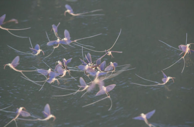 铺天盖地!湖南沅江出现大量飞虫,是蜉蝣吗?出现预示着什么?休闲区蓝鸢梦想 - Www.slyday.coM 铺天盖地!湖南沅江出现大量飞虫,是蜉蝣吗?出现预示着什么?休闲区蓝鸢梦想 - Www.slyday.coM