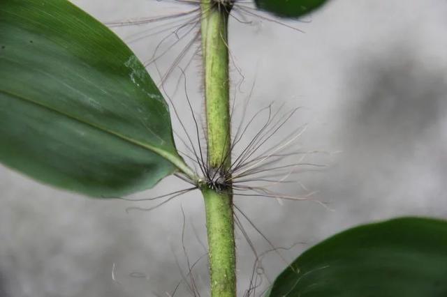 野生植物保护休闲区蓝鸢梦想 - Www.slyday.coM