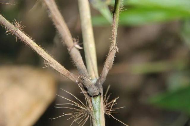 野生植物保护休闲区蓝鸢梦想 - Www.slyday.coM