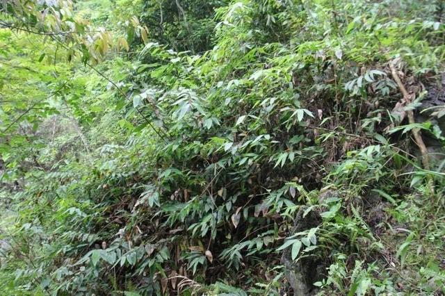 野生植物保护休闲区蓝鸢梦想 - Www.slyday.coM