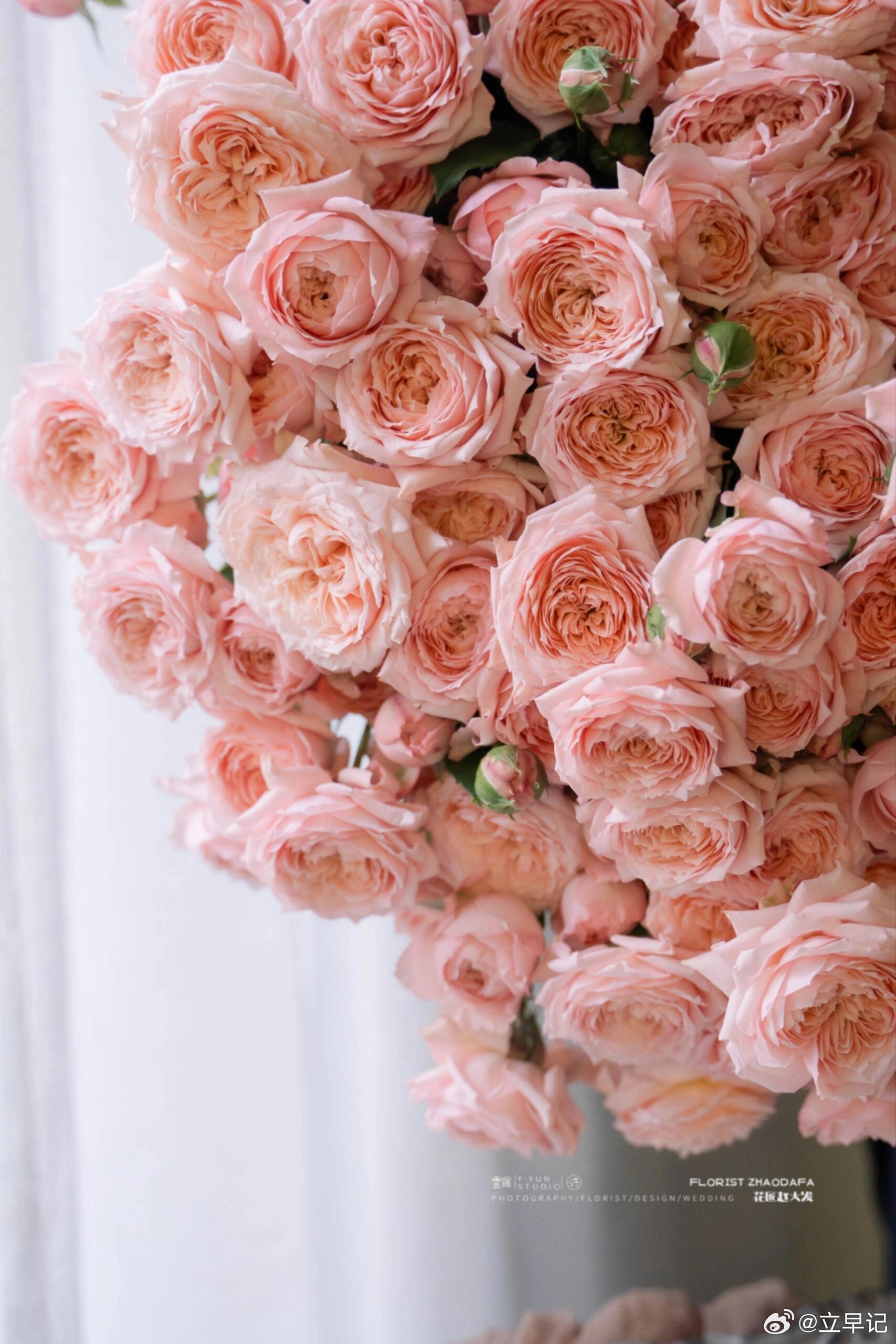 大家猜猜这个多头玫瑰叫啥名字,粉粉的,很是漂亮