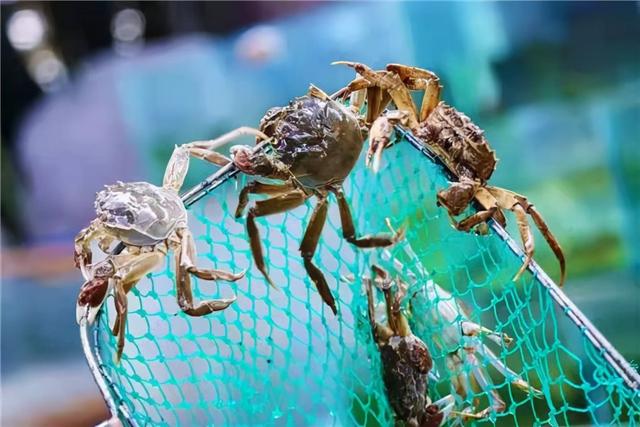 今年阳澄湖大闸蟹或将错过中秋节休闲区蓝鸢梦想 - Www.slyday.coM