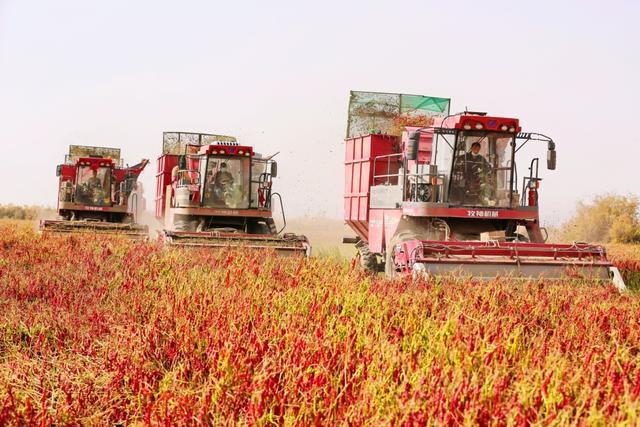 图为:10月12日,库车市墩阔坦镇农民正在用大型辣椒收割机采收辣椒.