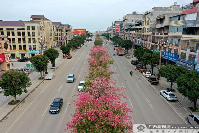 宁明:姹紫嫣红紫荆开 五彩缤纷美景来|宁明县|广西|宁明_新浪新闻