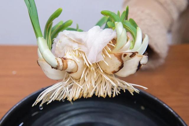 小叶子的手工课丨迎新春,水仙雕刻走起来|水仙|球茎|鳞茎_新浪新闻