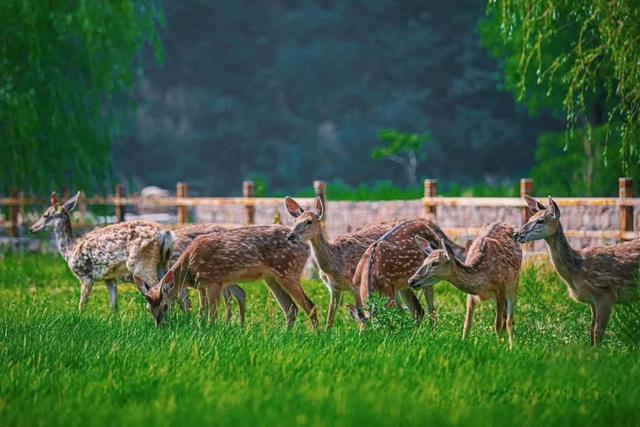 崇明首家鹿島公園來啦遊玩攻略在此