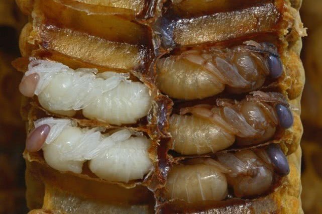 为什么蜜蜂在蜇人后自己会死亡这到底是一种怎样的防御机制