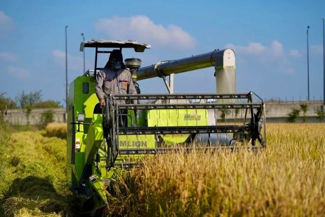 水稻收割,桐乡农民在稻田里开了场直播休闲区蓝鸢梦想 - Www.slyday.coM 水稻收割,桐乡农民在稻田里开了场直播休闲区蓝鸢梦想 - Www.slyday.coM