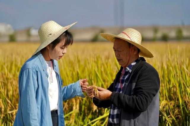 水稻收割,桐乡农民在稻田里开了场直播休闲区蓝鸢梦想 - Www.slyday.coM 水稻收割,桐乡农民在稻田里开了场直播休闲区蓝鸢梦想 - Www.slyday.coM