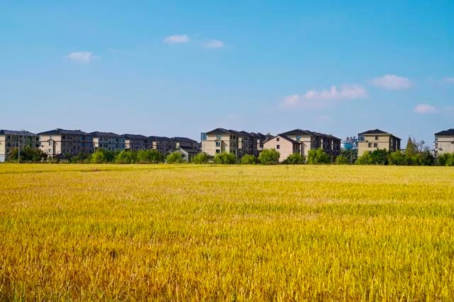 水稻收割,桐乡农民在稻田里开了场直播休闲区蓝鸢梦想 - Www.slyday.coM 水稻收割,桐乡农民在稻田里开了场直播休闲区蓝鸢梦想 - Www.slyday.coM