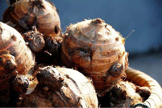 宁波人爱吃的"本地货"来了!奉化芋艿头本月底将大批量上市