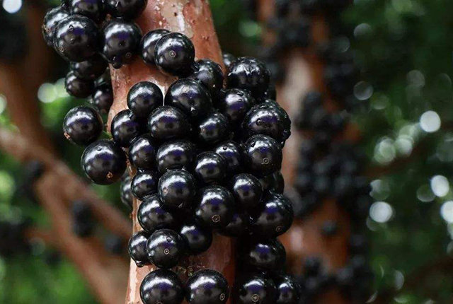 这水果被称作"黑珍珠",果子250元每公斤,树苗价值过万!