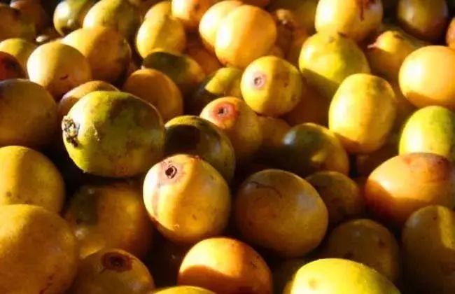 秋天养阴的4种果子，熬夜多的人一定要吃休闲区蓝鸢梦想 - Www.slyday.coM