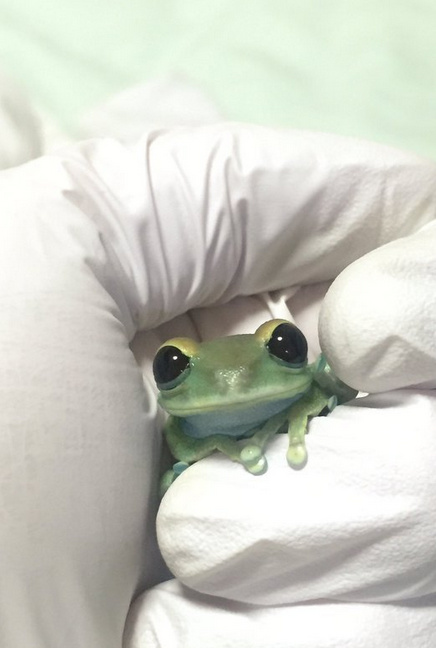 litoriacaeru家的宠物小树蛙