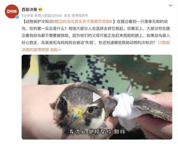 路边的幼鸟其实并不需要你救助休闲区蓝鸢梦想 - Www.slyday.coM