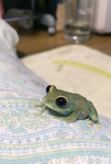 litoriacaeru家的宠物小树蛙