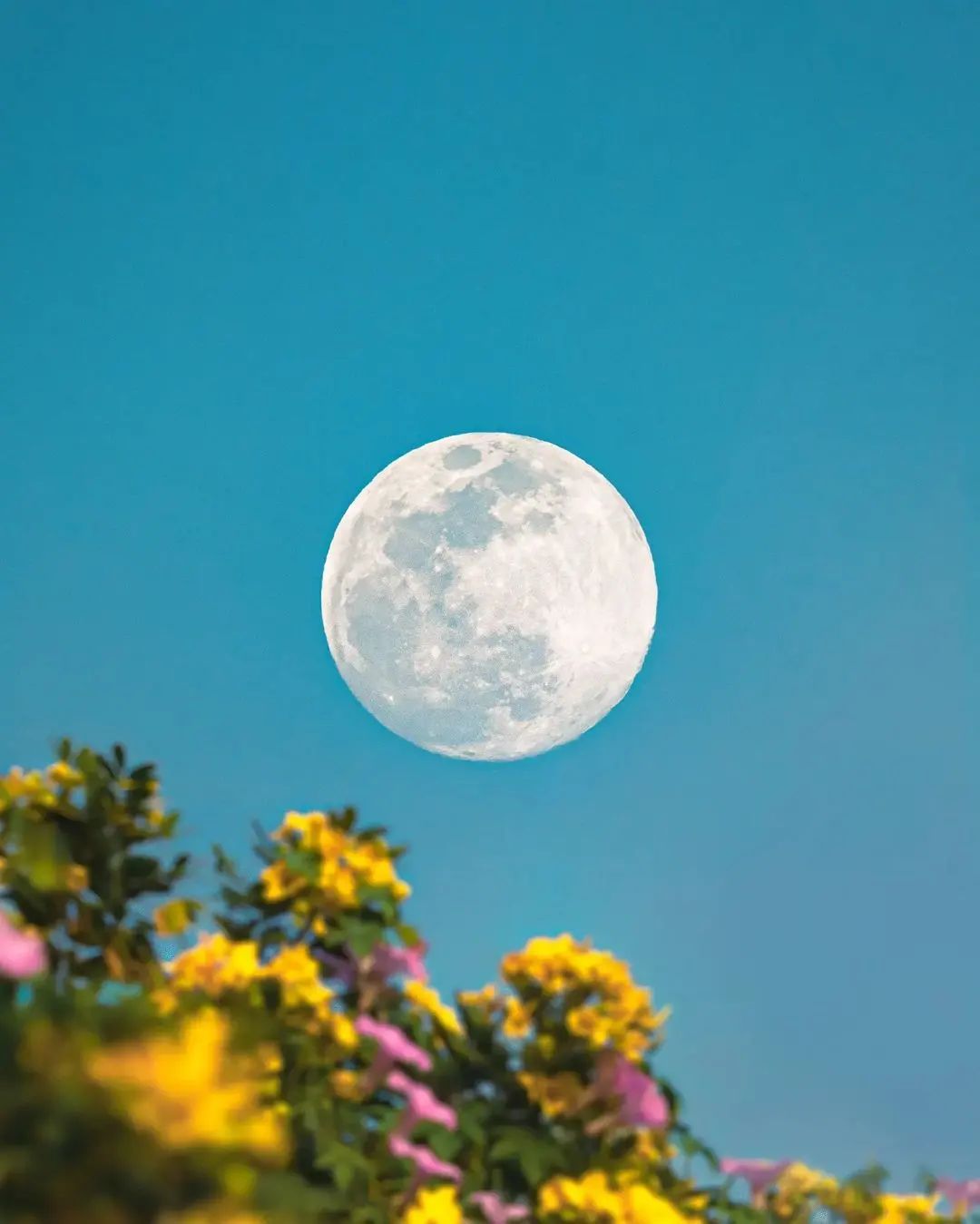 树梢的月亮简谱图片
