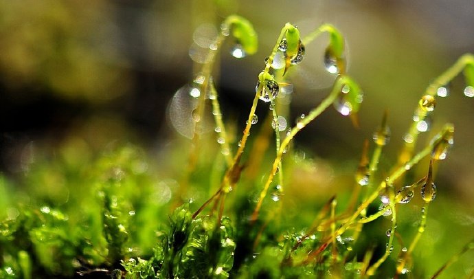 白日不到处 青春恰自来 苔花如米小 也学牡丹开