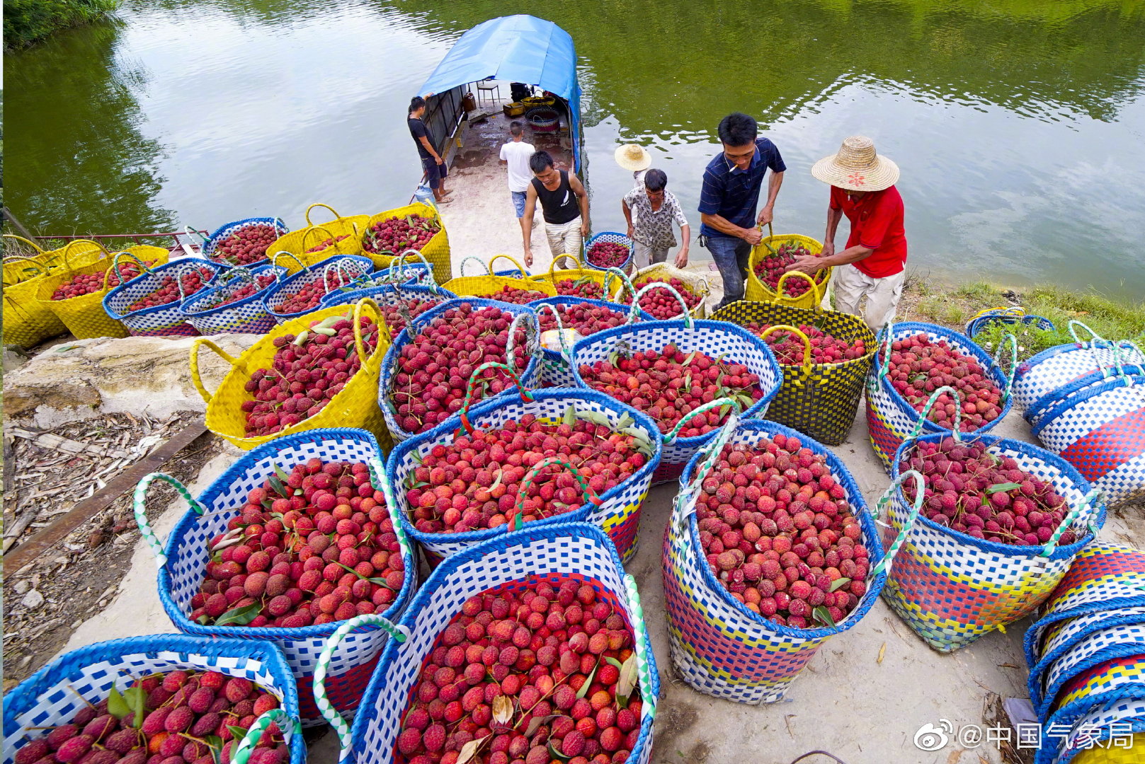 炎炎夏日,钦州果农采摘荔枝忙